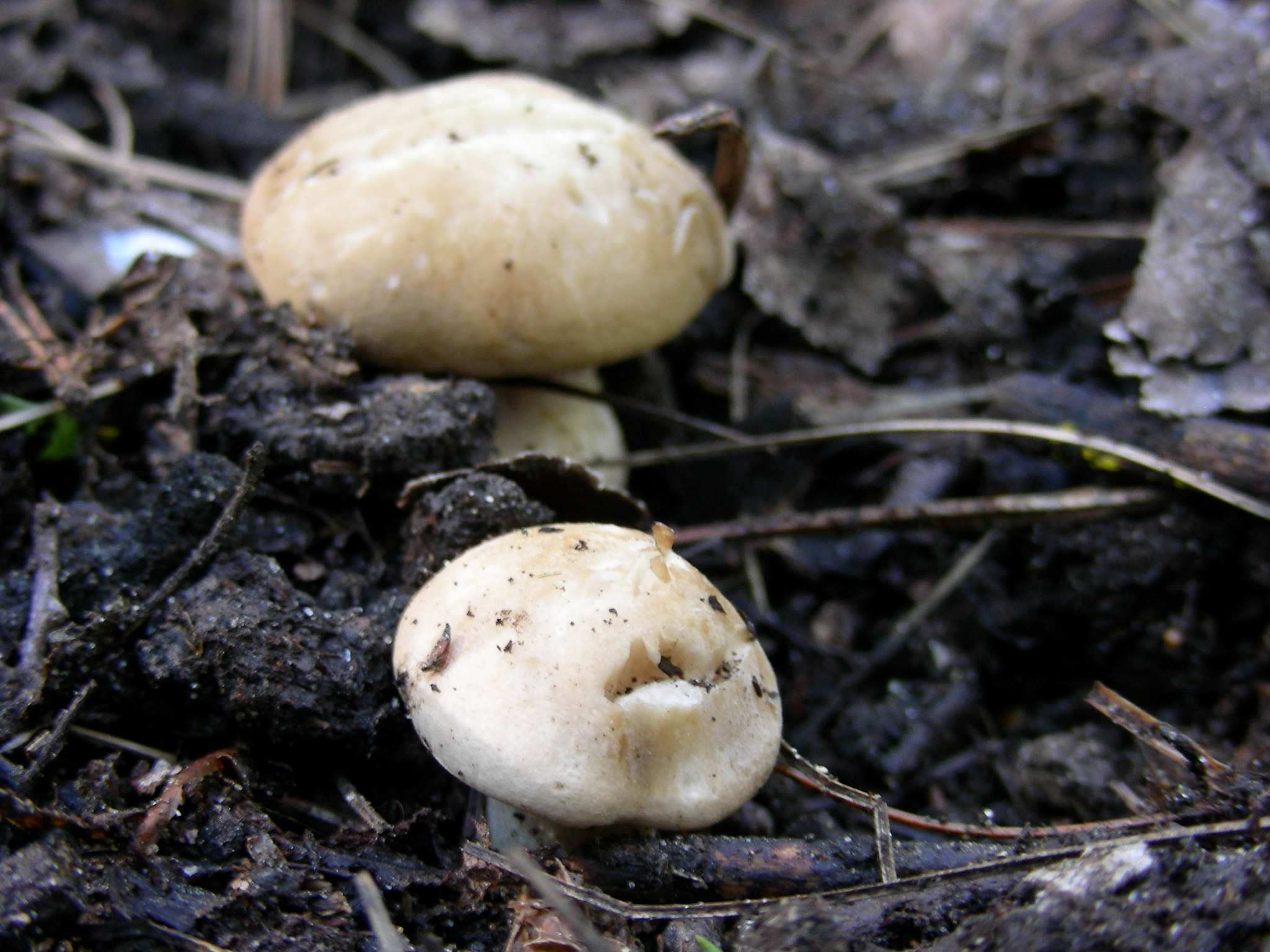 1928 Marzo vecchio ritrovamento